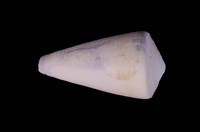 藏品(玉女芋螺)的圖片